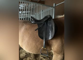 Haflinger, Stute, 13 Jahre, 146 cm