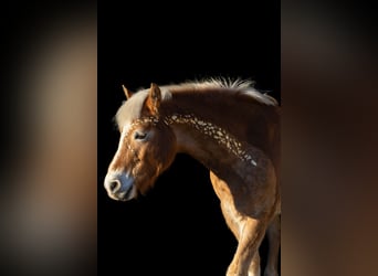 Haflinger, Stute, 13 Jahre, 146 cm, Fuchs