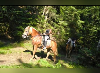 Haflinger, Stute, 13 Jahre, 147 cm, Fuchs