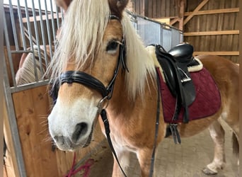 Haflinger, Stute, 13 Jahre, 149 cm, Palomino