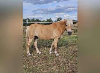 Haflinger, Stute, 13 Jahre, 150 cm, Fuchs