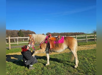 Haflinger, Stute, 13 Jahre, 150 cm, Fuchs