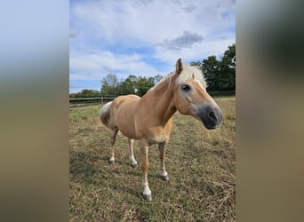 Haflinger, Stute, 13 Jahre, 150 cm, Fuchs