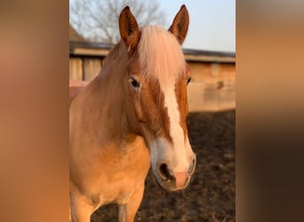 Haflinger, Stute, 13 Jahre, 150 cm, Hellbrauner