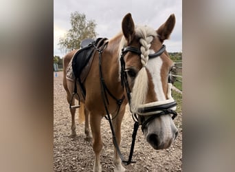 Haflinger, Stute, 13 Jahre, 150 cm, Hellbrauner