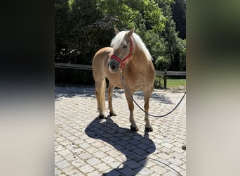Haflinger, Stute, 13 Jahre, 150 cm, Hellbrauner
