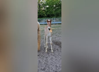 Haflinger, Stute, 13 Jahre, 152 cm, Fuchs