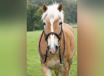 Haflinger, Stute, 13 Jahre, 155 cm