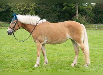 Haflinger, Stute, 13 Jahre, 155 cm