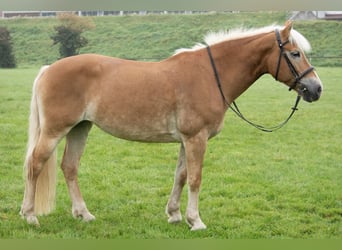 Haflinger, Stute, 13 Jahre, 155 cm