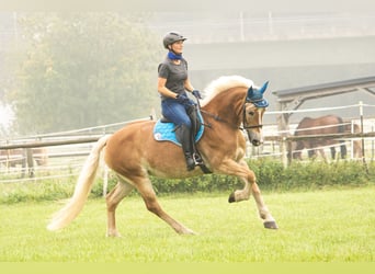Haflinger, Stute, 13 Jahre, 155 cm