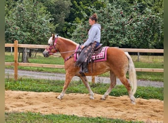 Haflinger, Stute, 13 Jahre, 155 cm, Fuchs