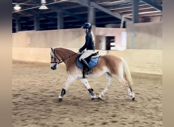 Haflinger, Stute, 13 Jahre, 155 cm, Fuchs