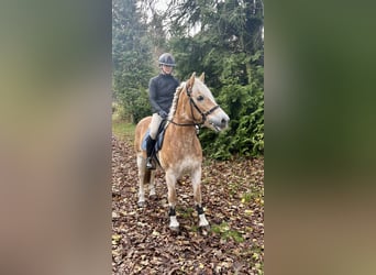 Haflinger, Stute, 13 Jahre, 155 cm, Fuchs