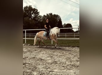 Haflinger, Stute, 13 Jahre, 155 cm