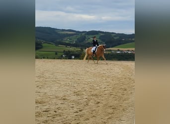 Haflinger, Stute, 13 Jahre, 156 cm, Fuchs