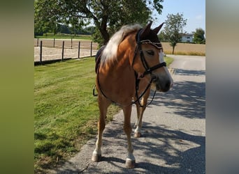 Haflinger, Stute, 13 Jahre, 156 cm, Fuchs