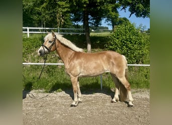 Haflinger, Stute, 13 Jahre, 158 cm, Fuchs