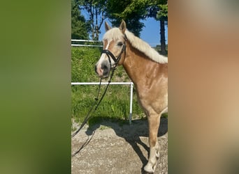 Haflinger, Stute, 13 Jahre, 158 cm, Fuchs