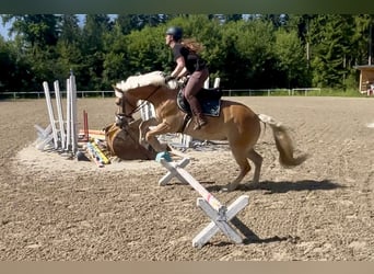 Haflinger, Stute, 13 Jahre, 158 cm, Fuchs