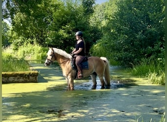 Haflinger, Stute, 13 Jahre, 158 cm, Fuchs