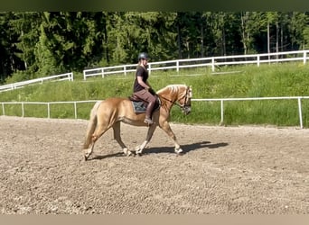 Haflinger, Stute, 13 Jahre, 158 cm, Fuchs