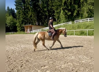 Haflinger, Stute, 13 Jahre, 158 cm, Fuchs