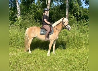 Haflinger, Stute, 13 Jahre, 158 cm, Fuchs