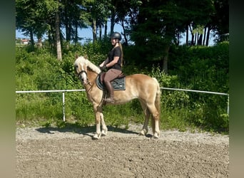 Haflinger, Stute, 13 Jahre, 158 cm, Fuchs