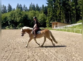 Haflinger, Stute, 13 Jahre, 158 cm, Fuchs