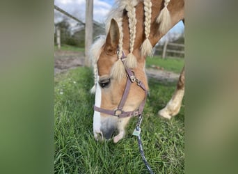 Haflinger, Stute, 13 Jahre, 158 cm