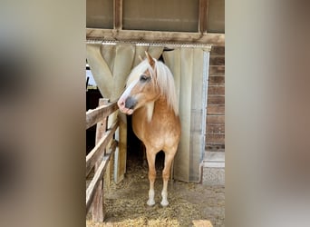 Haflinger, Stute, 13 Jahre, 158 cm