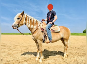 Haflinger, Stute, 13 Jahre, 158 cm