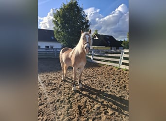 Haflinger, Stute, 13 Jahre
