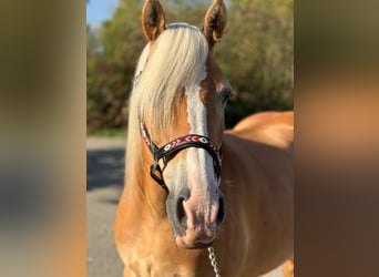 Haflinger, Stute, 13 Jahre, Fuchs