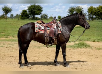 Haflinger, Stute, 14 Jahre, 142 cm, Rappe