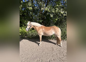 Haflinger, Stute, 14 Jahre, 143 cm, Fuchs