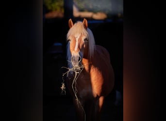 Haflinger, Stute, 14 Jahre, 145 cm