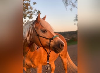Haflinger, Stute, 14 Jahre, 145 cm, Fuchs