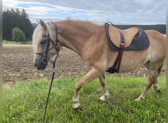 Haflinger, Stute, 14 Jahre, 145 cm, Fuchs