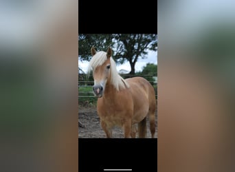 Haflinger, Stute, 14 Jahre, 145 cm