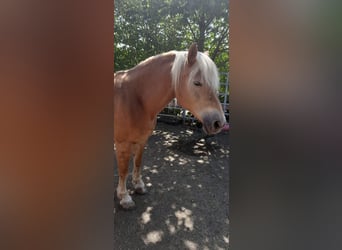 Haflinger, Stute, 14 Jahre, 147 cm