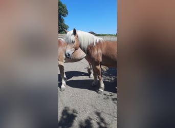 Haflinger, Stute, 14 Jahre, 147 cm