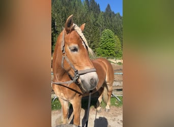 Haflinger, Stute, 14 Jahre, 147 cm, Fuchs