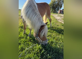 Haflinger, Stute, 14 Jahre, 147 cm, Fuchs