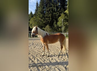 Haflinger, Stute, 14 Jahre, 147 cm, Fuchs