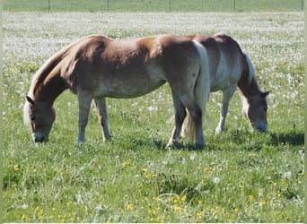 Haflinger, Stute, 14 Jahre, 148 cm