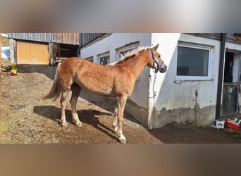 Haflinger, Stute, 14 Jahre, 148 cm, Fuchs