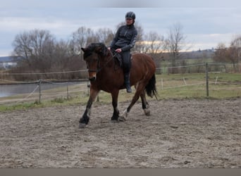 Haflinger Mix, Stute, 14 Jahre, 149 cm, Brauner