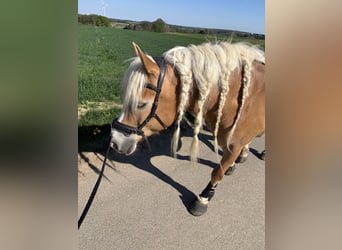 Haflinger, Stute, 14 Jahre, 150 cm